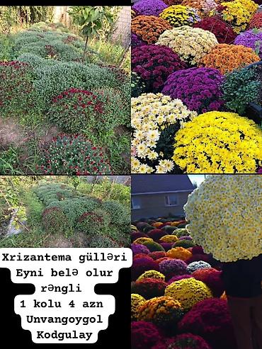 Xrizantema gülü – top şəklində, sıx çiçəklənən dekorativ sortlar. -