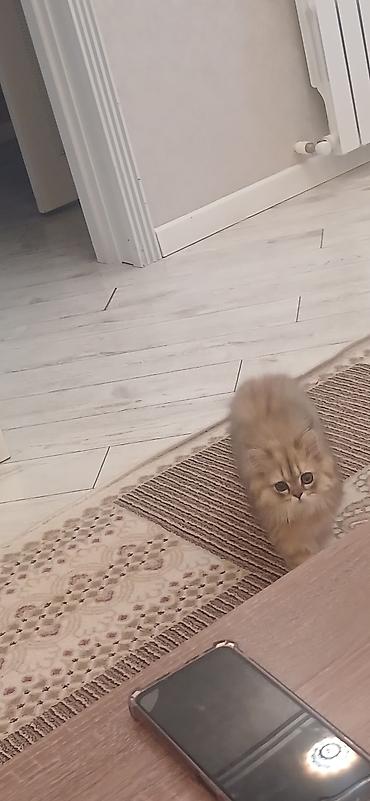 Pişiklər: Britan, Dişi, Ünvandan götürmə — 10