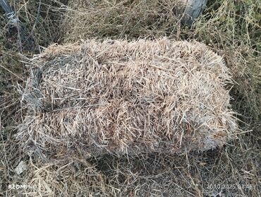 опрыскиватель садовый бишкек: Саман заливкага сатылат