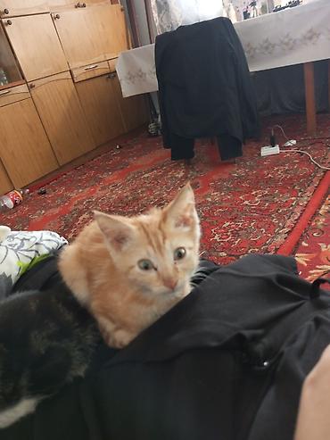 бенгалская кошка даром: 3 месяца, Мальчик — 3