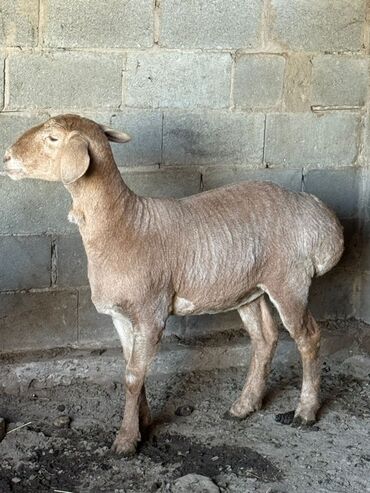 объявления о найденных собаках: Продаю | Овца (самка) | Для разведения, Для шерсти, На забой | Ярка