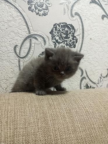 Pişiklər: Şotland yastı qulaq, Erkək, Ünvandan götürmə — 8