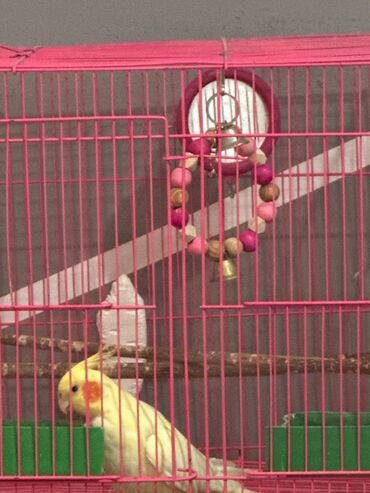 попугай розелла: Попугай корелла с клеткой