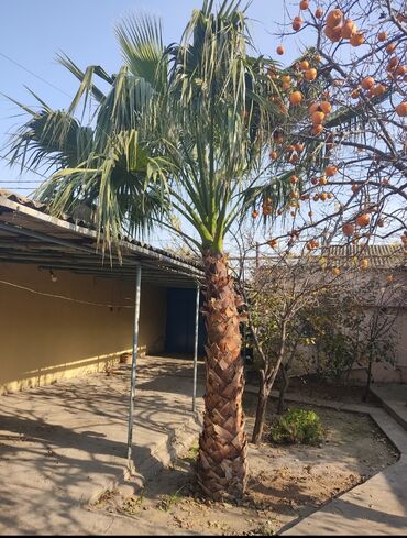 puste agaci in Azərbaycan | PALMA: Palma agaci, qiymati 250m Zabratda
