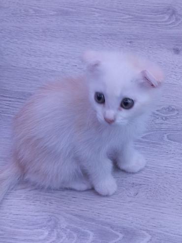 şınşıla: Ata şınşıla ana Britsh shorthairdi 2 aylıq balalar, südden — 2