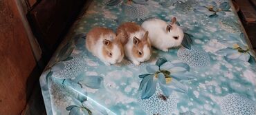 Dovşanlar: Ev dovşanı balaları satılır. Karlik(cırtdan) cinsi. Sağlam və — 37