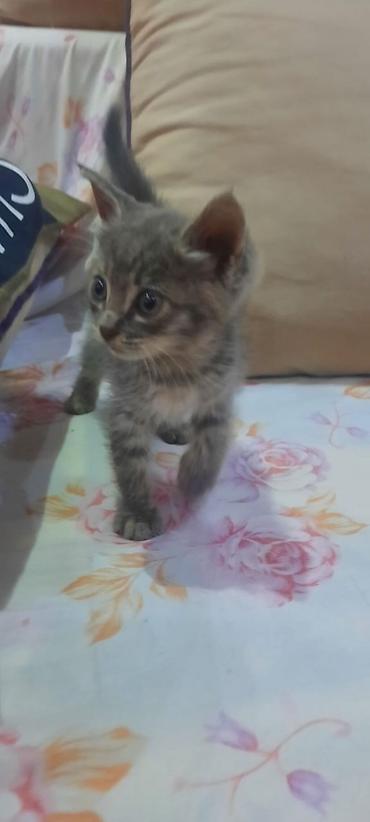 кошка отдам даром: Кошка даром: Беспородная, 1 месяц, Девочка, Приучена к лотку, Проглистована — 1