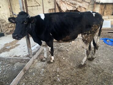 alman coban itləri: Bakı malıdı tovle malıdı keskılıkdı çavan duyedı 1 defe dogub 1 ıldıde