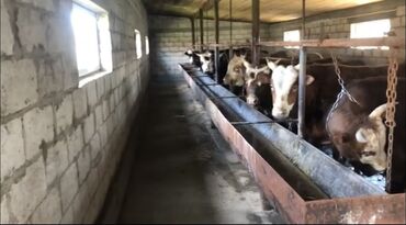 швея новопакровка: Требуется Скотник, Оплата Ежемесячно