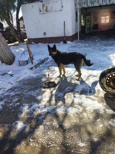 акыр сатам: Овчарка, 2 жаш, Эркек, Эмделген