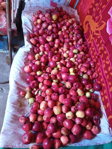 купить аквариум для рыбок недорого: Яблоки