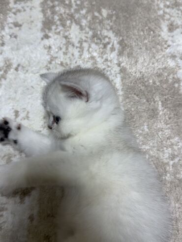 Pişiklər: Şinşilla, Erkək, Yaxşı əllərə, Ünvandan götürmə — 3