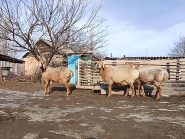 животные лошади: Продаю | Овца (самка) | Арашан | Для разведения | Племенные, Котные, Матка