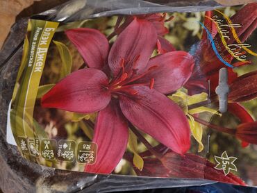 бамбук цветы: Семена и саженцы Самовывоз