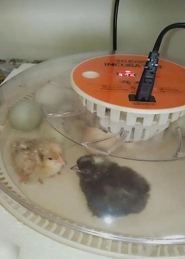 tap az inkubator satışı: Inqibator aparati 30yumurtaliq ozu firlanir 3defe istifade elemisem — 1