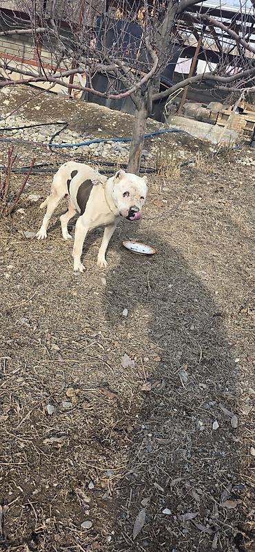 Продажа собак: Американский бульдог, кобель, белый с крупными темными пятнами на — 3