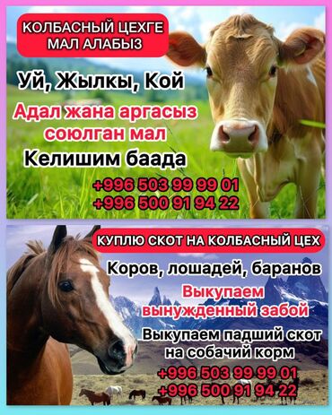 ячмень купить оптом: Сатып алам | Уйлар, букалар | Өзү алып кетүү