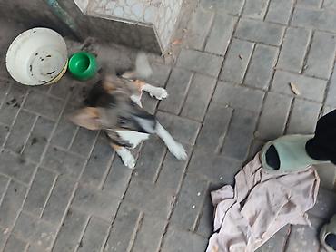 отдам в добрые руки собаку: Собака даром: Дворняжка, 6 месяцев, Самка — 2