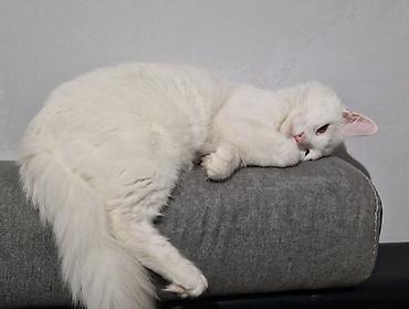 Pişiklər: Türk anqora, Erkək — 2