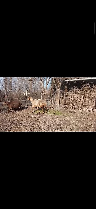 Баран, овца: Продаю | Овца (самка) | Для разведения | Матка — 7