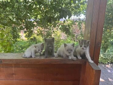 отдам машину в хорошие руки бесплатно: Кошка даром: Сиамская, 2 месяца, Девочка, Метис, Приучена к лотку