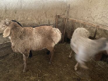 Бараны, овцы: Продаю | Баран (самец) | Полукровка | На забой, Для разведения | Осеменитель — 5