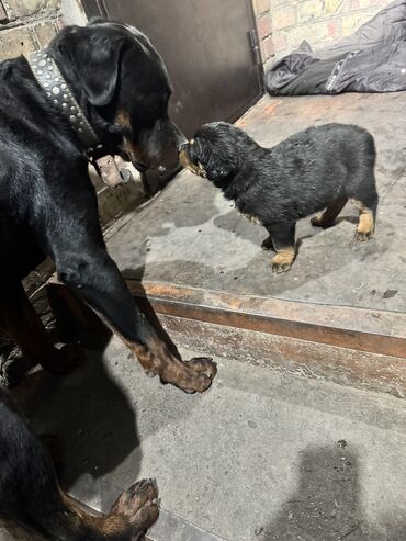 домик для кошки многоуровневый: Ротвейлер, 1 месяц, Самка at lalafo.kg домик для кошки многоуровневый: Ротвейлер, 1 месяц, Самка