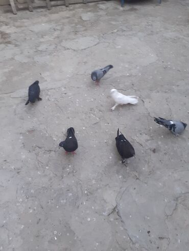 çardaq quşun yuvası: 8 dene goyercin may ada var erkeyde var var biri 2 azn