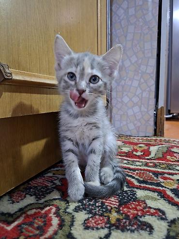ищу котят: Отдаю котят в добрые руки 1 девочка возраст третий месяц 1 мальчик — 9