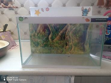 Akvariumlar: Şüşə akvarium Mənzərəli fonu var qiymət sondur - Şəffaf şüşədən — 11