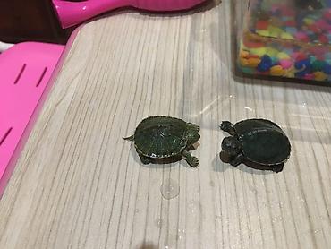 Малыши красноухой черепахи (Trachemys scripta elegans) - Вид: водная at lalafo.kg — 4 Малыши красноухой черепахи (Trachemys scripta elegans) - Вид: водная — 4