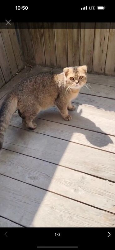 американский вислоухий кот: Şotland yastı qulaq