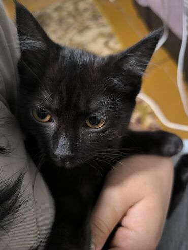 домик туалет для кошек: Кошка даром: Беспородная, 3 месяца, Девочка, Приучена к лотку, Проглистована