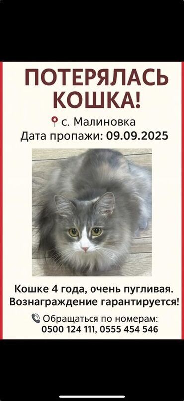 отдам даром ковер палас: Объявление: потерялась кошка - Место: с. Малиновка - Дата пропажи