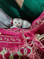 где можно купить котенка: Шиншилла, Самка