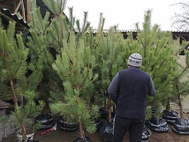 Декоративные деревья: Саженцы деревьев: Сосны — 3