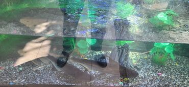 akvarium matoru: Akula çelencer cüt 35sm 300azn