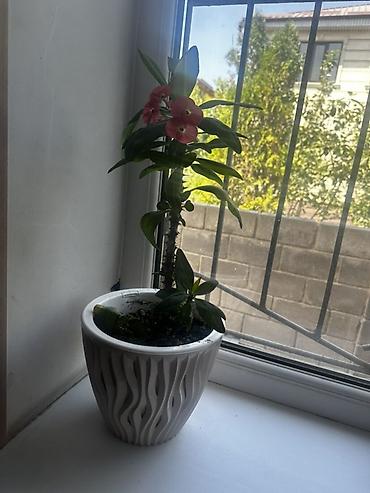Комнатное растение — молочай Милла (Euphorbia milii), известный как