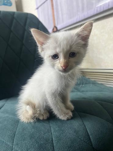 Отдам даром кошку: Кошка даром: Сиамская, 1 месяц, Девочка — 1