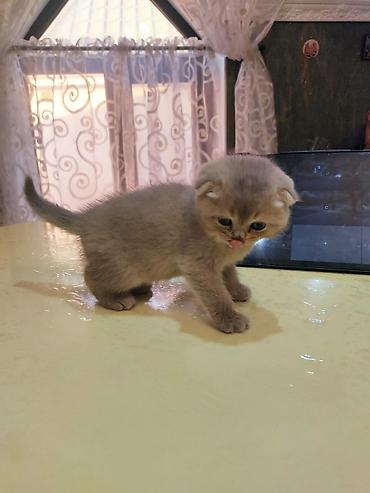 Pişiklər: Britan yastı qulaq — 7