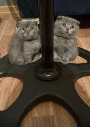 часы наручные бу: Sabirabada 2dənə pişiylər var satıq 2ksdə erkəydi 1iri 70azın