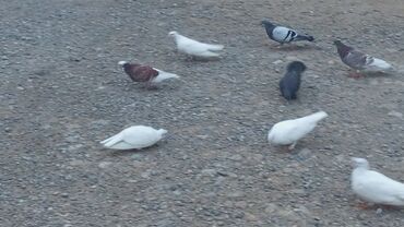 Göyərçinlər: Məhsul: Güvənçinlər (xüsusi uçuş və rəng çeşidləri) Təsvir: - — 14