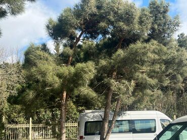 Uzunmüddətli kirayə mənzillər: 9-cu mikrorayon, Tərlan şadlıq sarayın yaxınlığı, 5 mərtəbəli binanın — 3