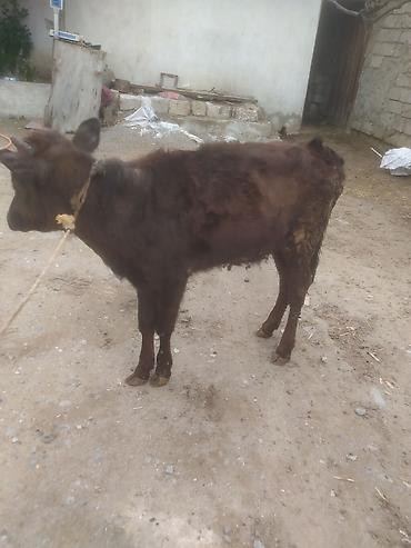 Dana, buzov: Dana, buzov — 7