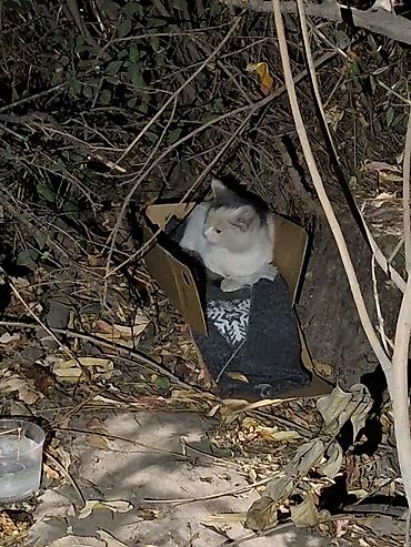 Отдам даром кошку: Котёнку нужен любящий дом. Лапа хромает. район Ак Босого — 2