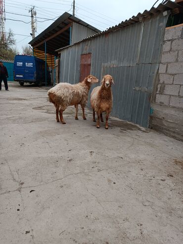 Бараны, овцы: Продаю | Овца (самка) | Эдильбаевская, Арашан | Для разведения | Матка