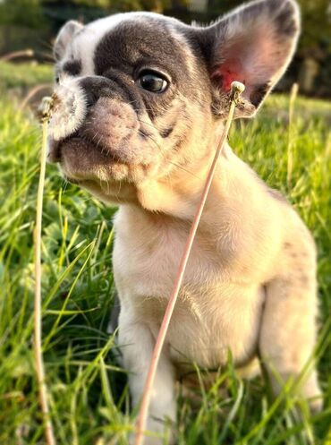 pomeranac za parenje: Prelepi stenci francuskog buldoga egzoticnih boja. Stenci su