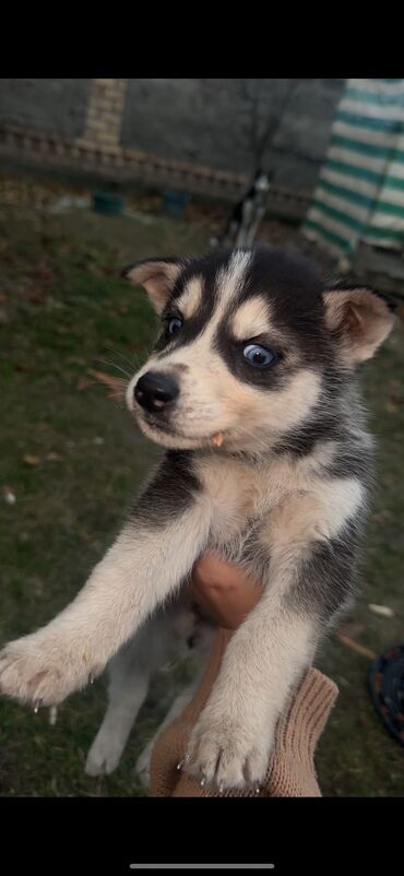 Продажа собак: Хаски, 2 месяца, Самец, С родословной