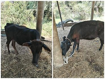 jersey cinsi: Qara rəngli gənc mal-qara satılır. - Növ: inək (dişi buzov/çütlük — 1