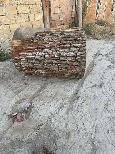 2 ci əl yolka: 🌳 ƏSL PALID KÖTÜKLƏRİ SATILIR! 🌳 Belə kötüklər hər yerdə tapılmır! — 5
